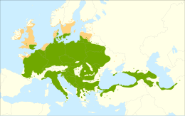 Paprastasis skroblas (Carpinus betulus)