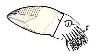 <span class="mw-page-title-main">Bisonocerida</span> Extinct order of nautiloids