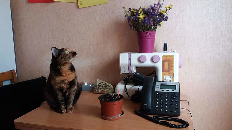 File:Cat and IP-Phone.jpg