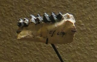 <i>Catodontherium</i> Extinct genus of Palaeogene artiodactyls