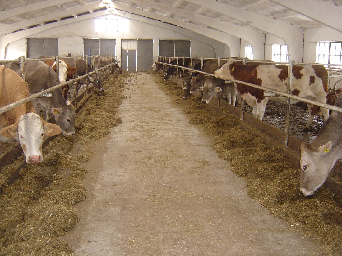 File:Cattle Feeding (Armenia).JPG