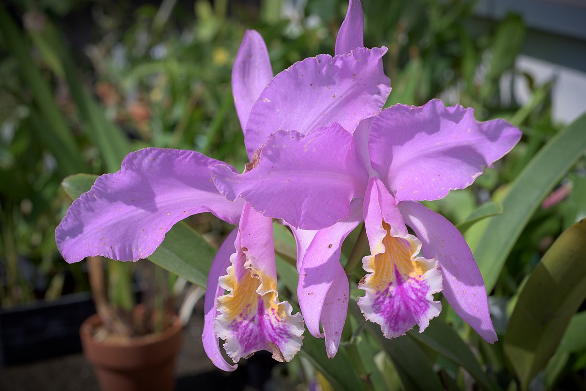 Cattleya mossiae - Wikipedia