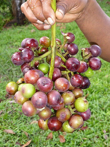 File:Cecropiaceae- Pourouma cecropiifolia (Amazon tree grape, uva caimarona, caimarón) 2.jpg