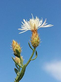 Skrajā dzelzene (Centaurea diffusa)