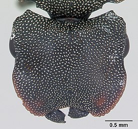 Cephalotes borgmeieri