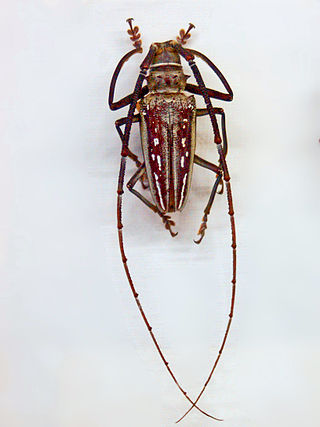 <i>Batocera wallacei</i> Species of beetle