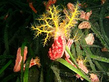 Dendrochirotida like this Cercodemas anceps are curled-bodied and have arborescent tentacles. Cercodemas anceps Red box sea cucumber PC260152.JPG