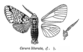 Neocerura liturata