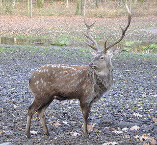 Sika deer species of deer native to much of East Asia