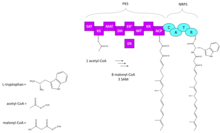 Proposed PKS-NRPS organization responsible for production of (1) in the biosynthesis of chaetoglobosin A. Chaetoglobosin A NRPS-PKS.tif