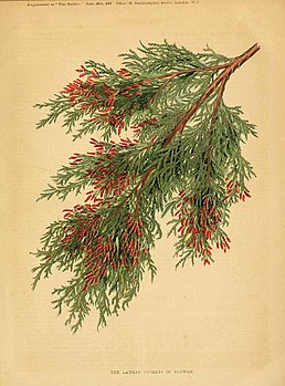 Chamaecyparis lawsoniana illustration.jpg