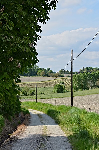 File:Champagne-Vigny 16 Chemin de campagne 2013.jpg