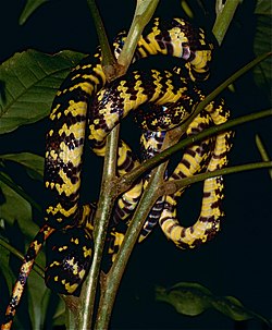 Checkerbelly Snake (Siphlophis cervinus) (10673721404).jpg