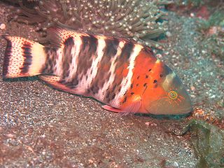 <span class="mw-page-title-main">Red-breasted wrasse</span> Species of fish