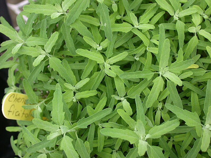 File:Chenopodium ficifolium 15-p.bot-chen.fici-023.jpg