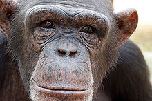 An old chimpanzee at Chimfunshi Chimp-2B.jpg