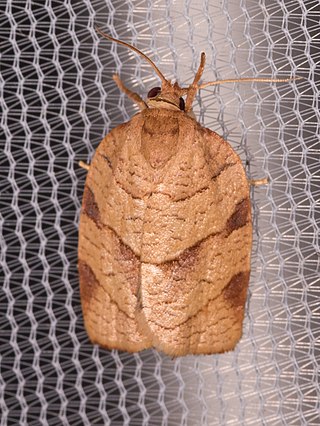 <i>Choristoneura obsoletana</i> Species of moth