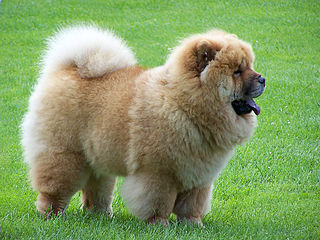 <span class="mw-page-title-main">Chow Chow</span> Dog breed