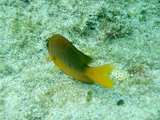 <i>Chromis insolata</i> Species of fish