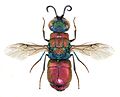 Оса-блискітка Chrysis pulchella