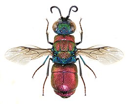 Chrysis pulchella