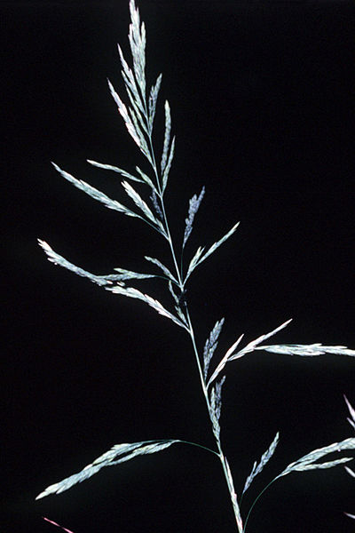 File:Cinna arundinacea NRCS-1.jpg