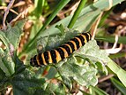 Cinnabar caterpillar