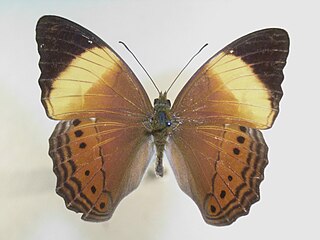 <i>Cirrochroa orissa</i> Species of butterfly