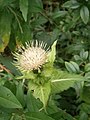 Cirsium oleraceum