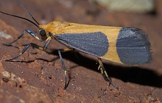 <i>Cisthene picta</i> Species of moth