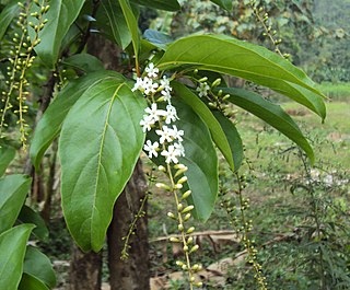 <i>Citharexylum spinosum</i> Species of tree