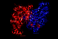 Citrate Synthase in its open form