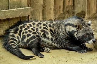 Civet Mammals of the families Viverridae and Nandiniidae