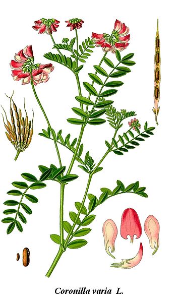 File:Cleaned-Illustration Coronilla varia.jpg