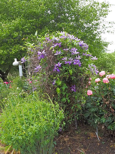 File:Clematis 'The President' 5 2021 Clematis- (51209364266).jpg