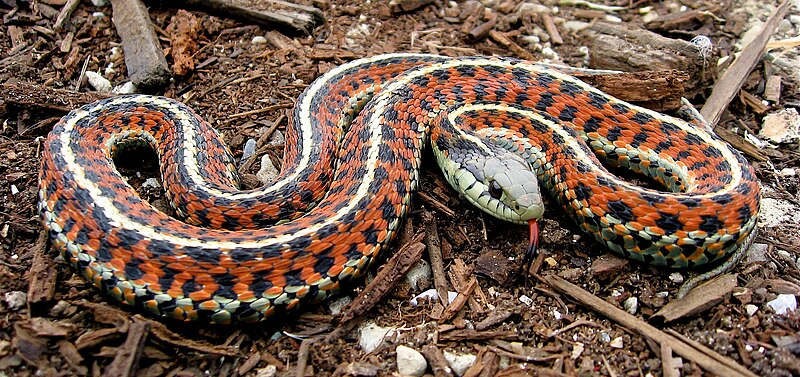 File:Coast Garter Snake cropped.jpg