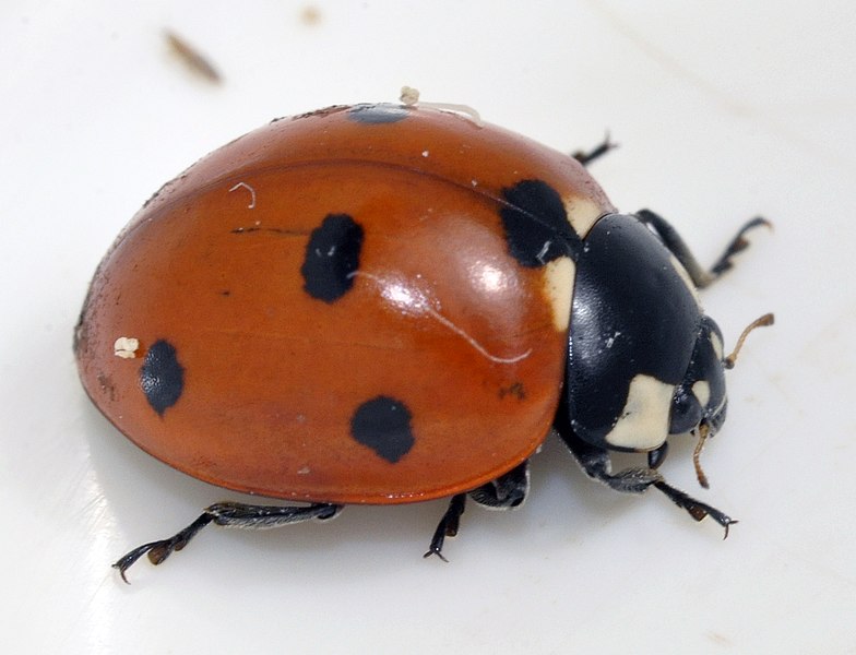 File:Coccinella-septempunctata-08-fws.jpg