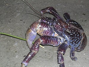 Coconut Crab.jpg