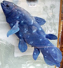 Latimeria chalumnae model in the Oxford University Museum of Natural History, showing the coloration in life. Coelacanth1.JPG