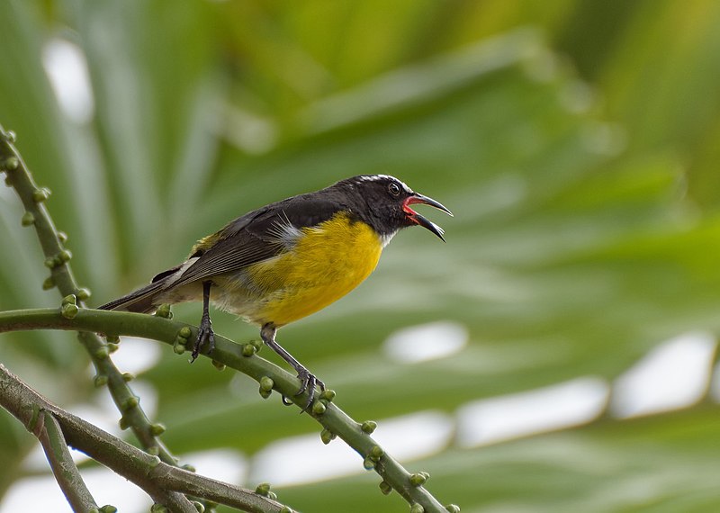 File:Coereba flaveola martinicana.jpg