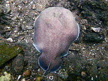 Coffin ray (Hypnos monopterygius), Parsley Bay, Sydney.jpg