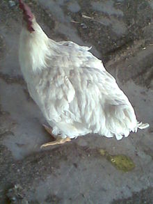 Cock of a breeding flock with green diarrhea Colera poyes schite.jpg