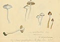 Plate 124. Inocybe geophylla