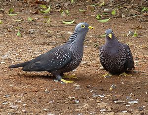 Columba arquatrix, di kleilek, p, Pretoria.jpg