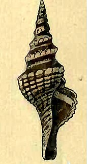 <i>Comitas lurida</i> Species of gastropod