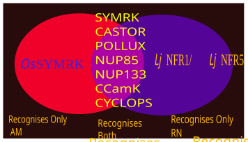 Some SYM genes respond to both RN and AM symbiosis. Some variants exclusively respond to any 1 type of the symbioses. Common-Symbiotic-Pathway-Venn-Diagram.svg