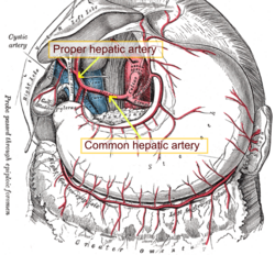 Common and proper hepatic artery.png