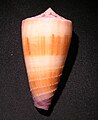 Conus circumactus 002.jpg