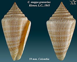 Conus mappa granarius