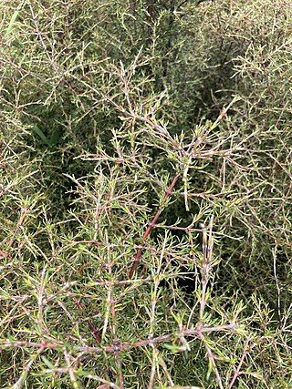 <i>Coprosma rugosa</i> Species of flowering plant